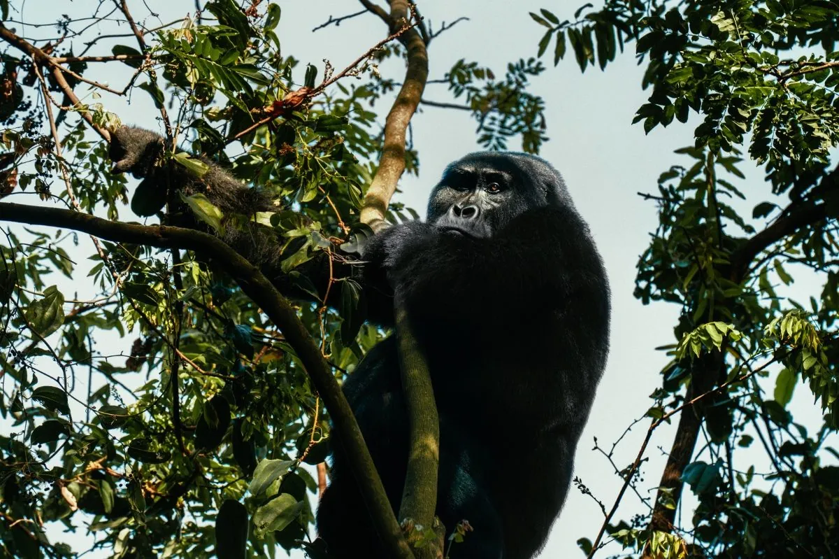 Silverback Gorilla im Bwindi Impenetrable National Park